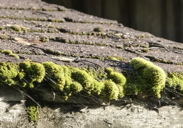 Close-up of moss buildup on roof shingles before cleaning